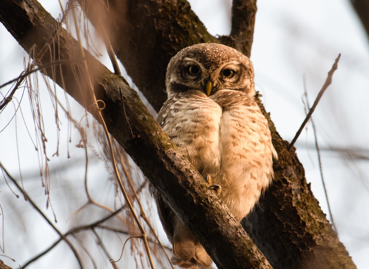 Spotted Owlet - Arka Karmakar