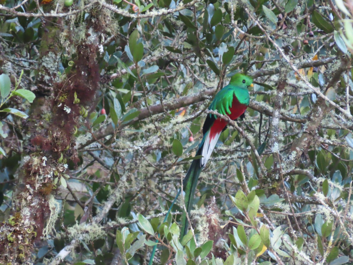 Quetzal Guatemalteco - ML628249145