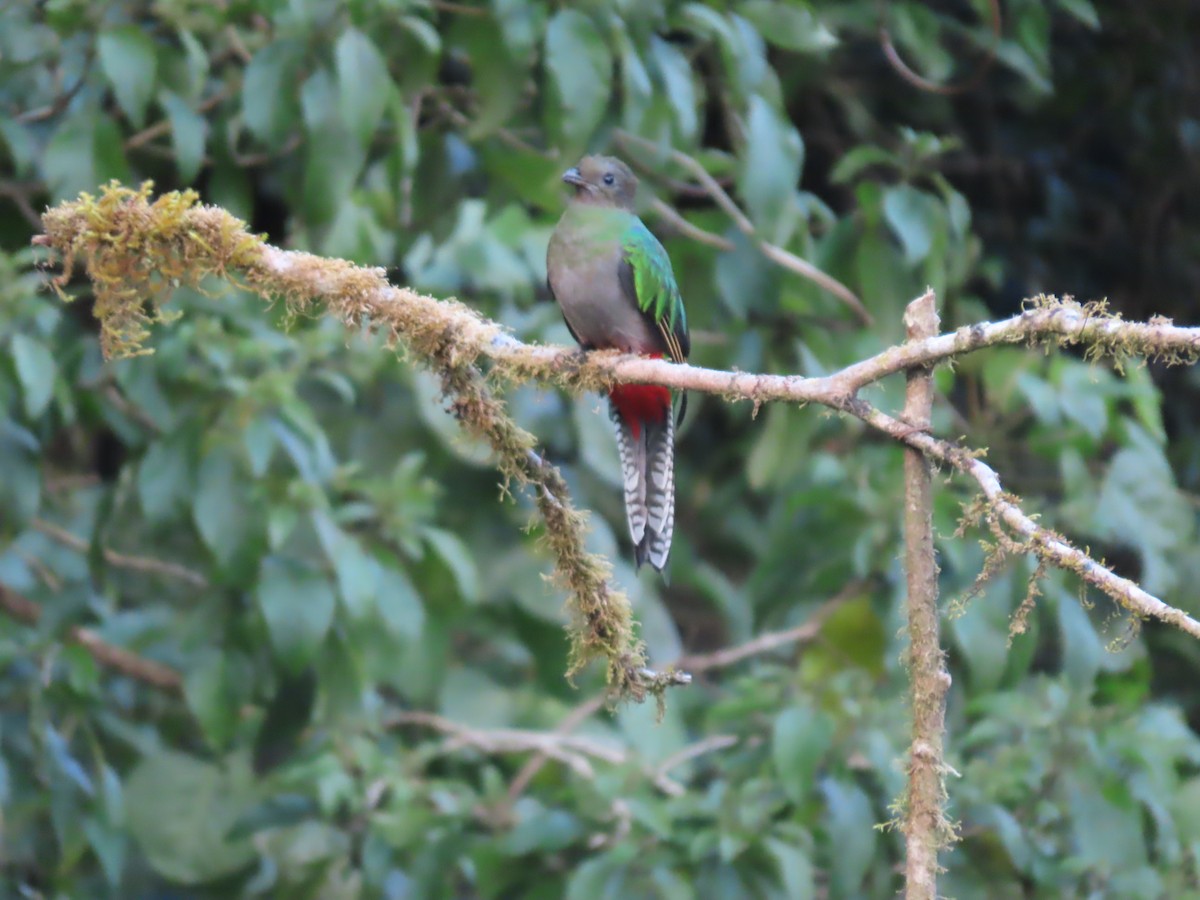 Quetzal Guatemalteco - ML628249158