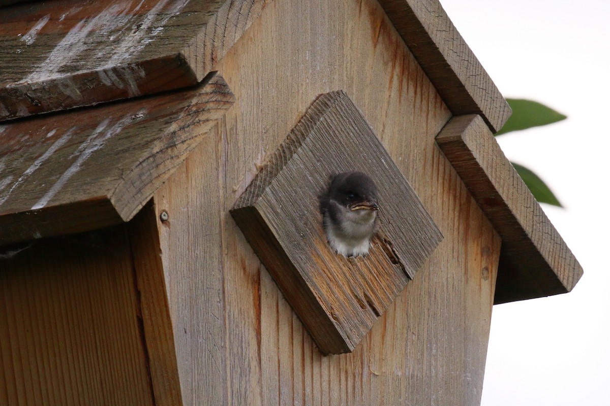 Tree Swallow - ML62824941