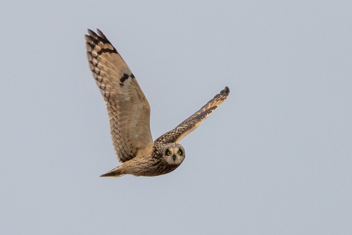 Hibou des marais - ML628249446