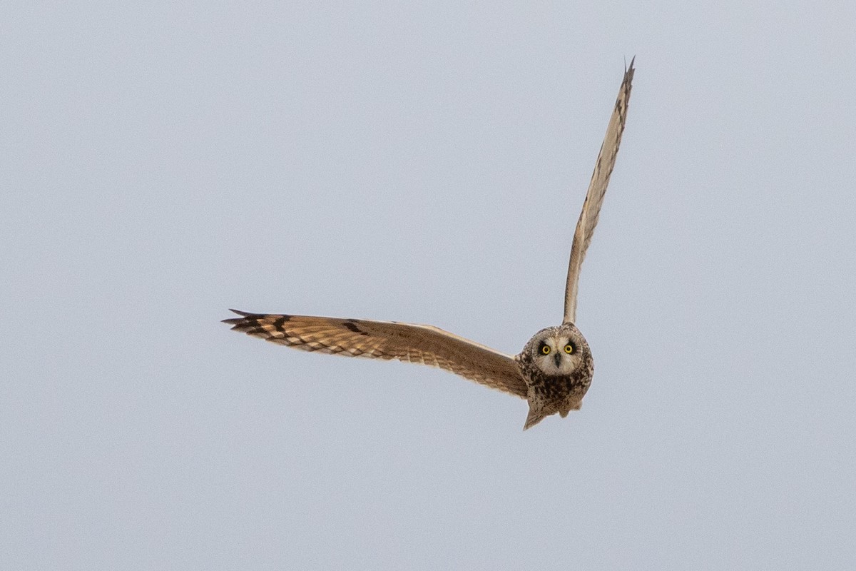 Hibou des marais - ML628249448