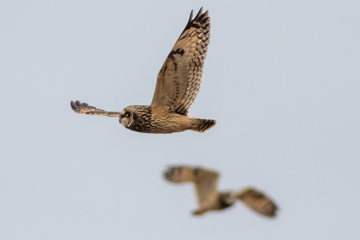 Hibou des marais - ML628249449