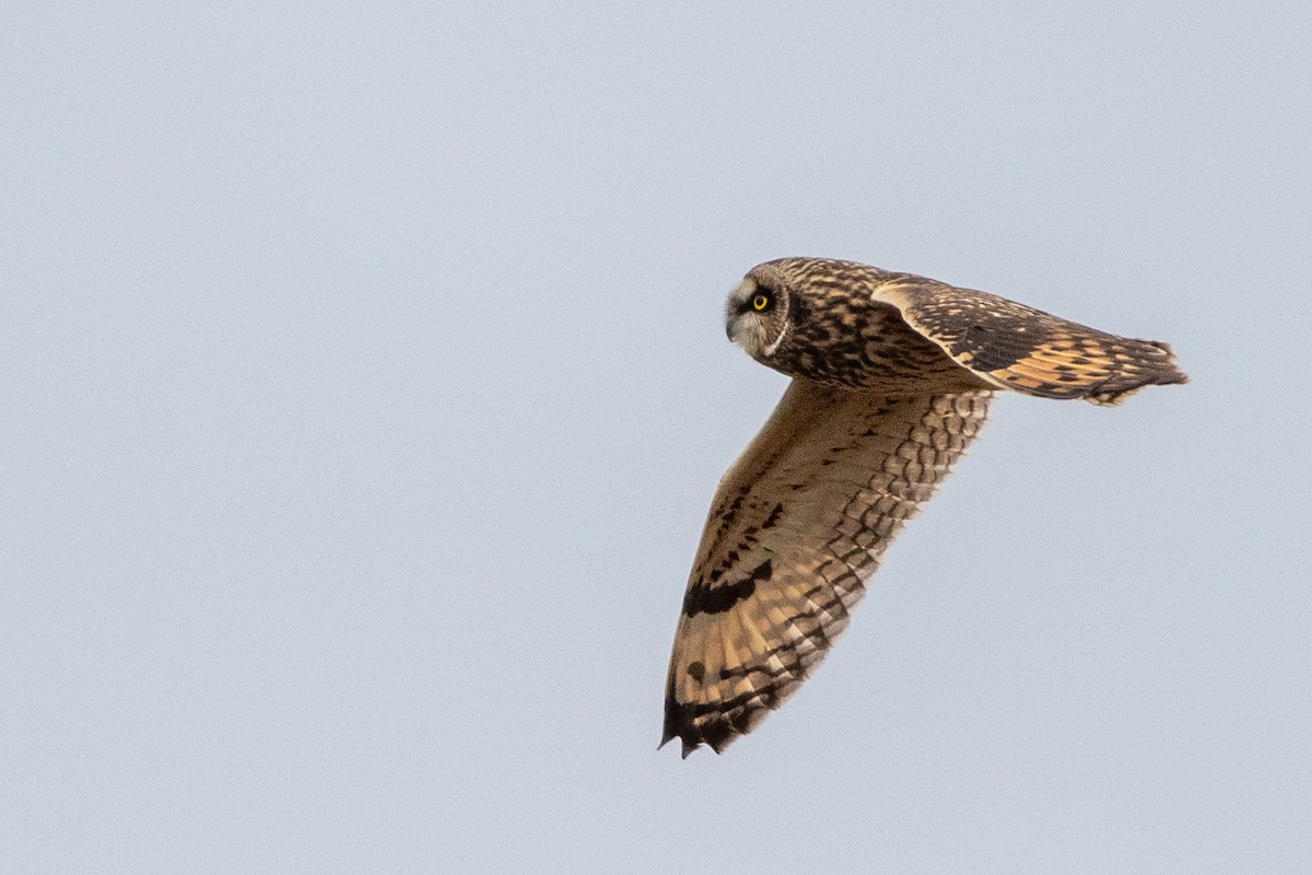 Hibou des marais - ML628249450