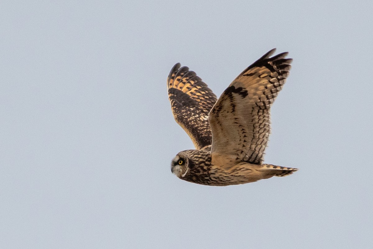 Hibou des marais - ML628249451