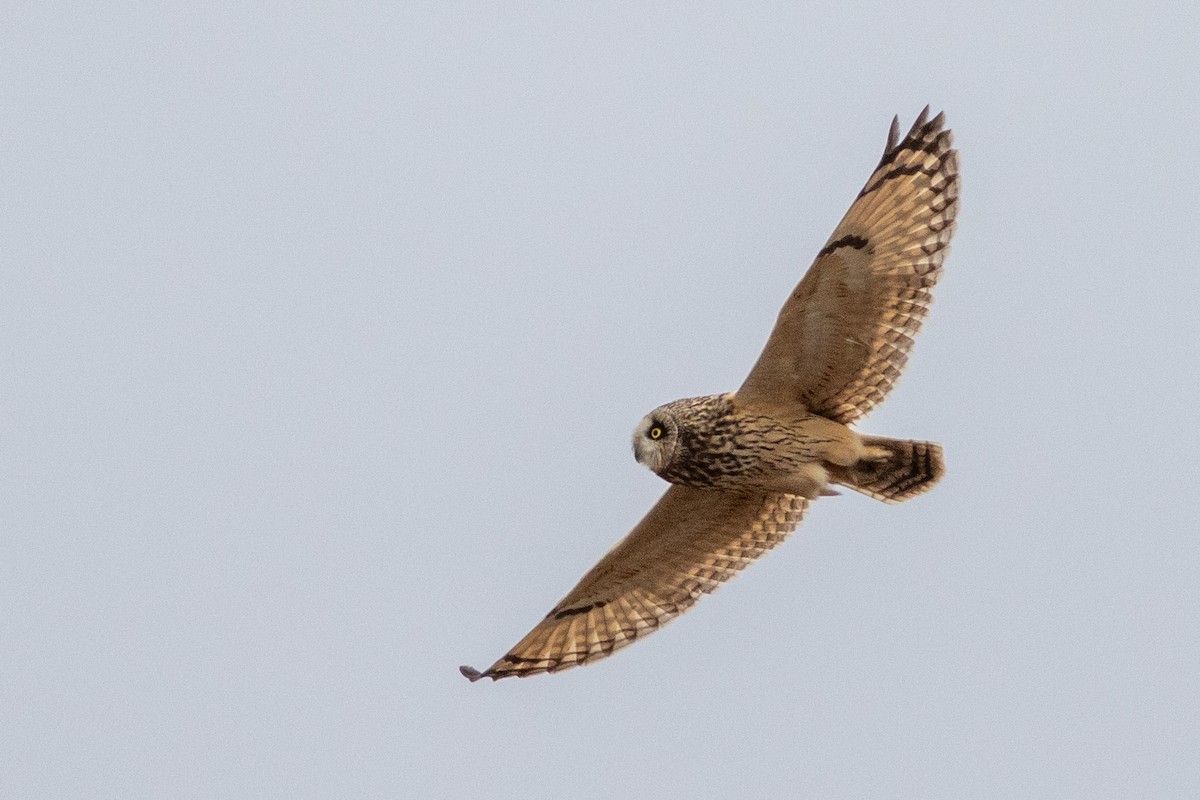 Hibou des marais - ML628249453