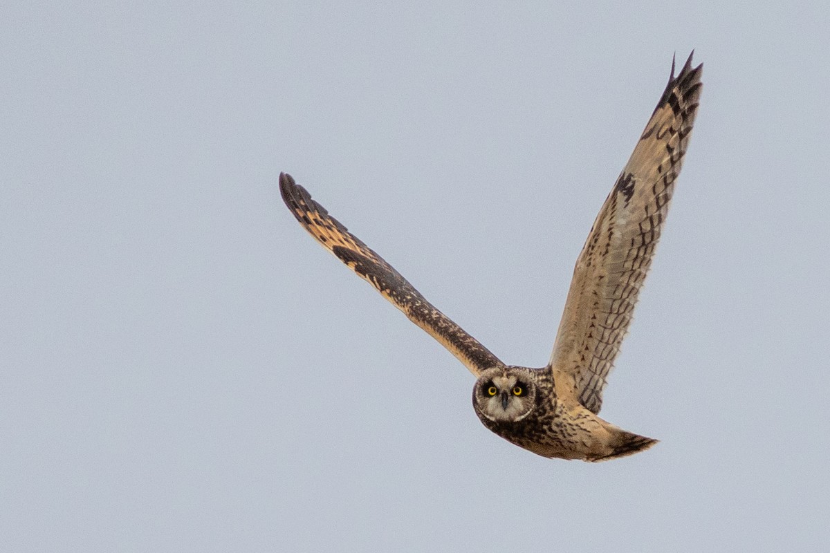 Hibou des marais - ML628249454