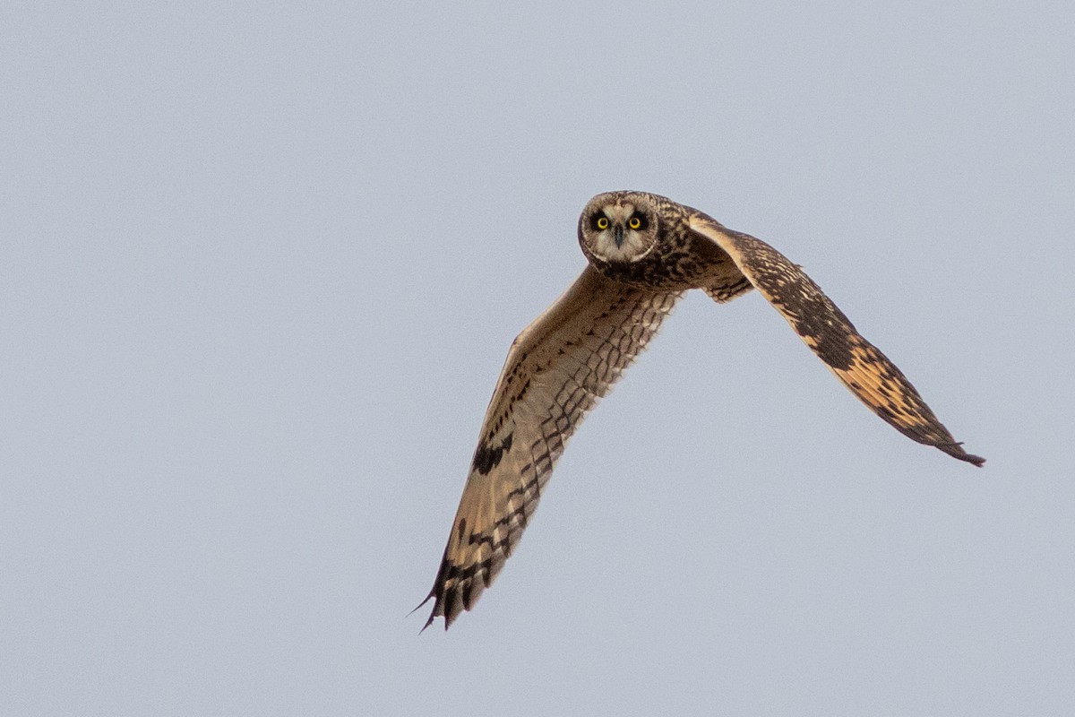 Hibou des marais - ML628249455