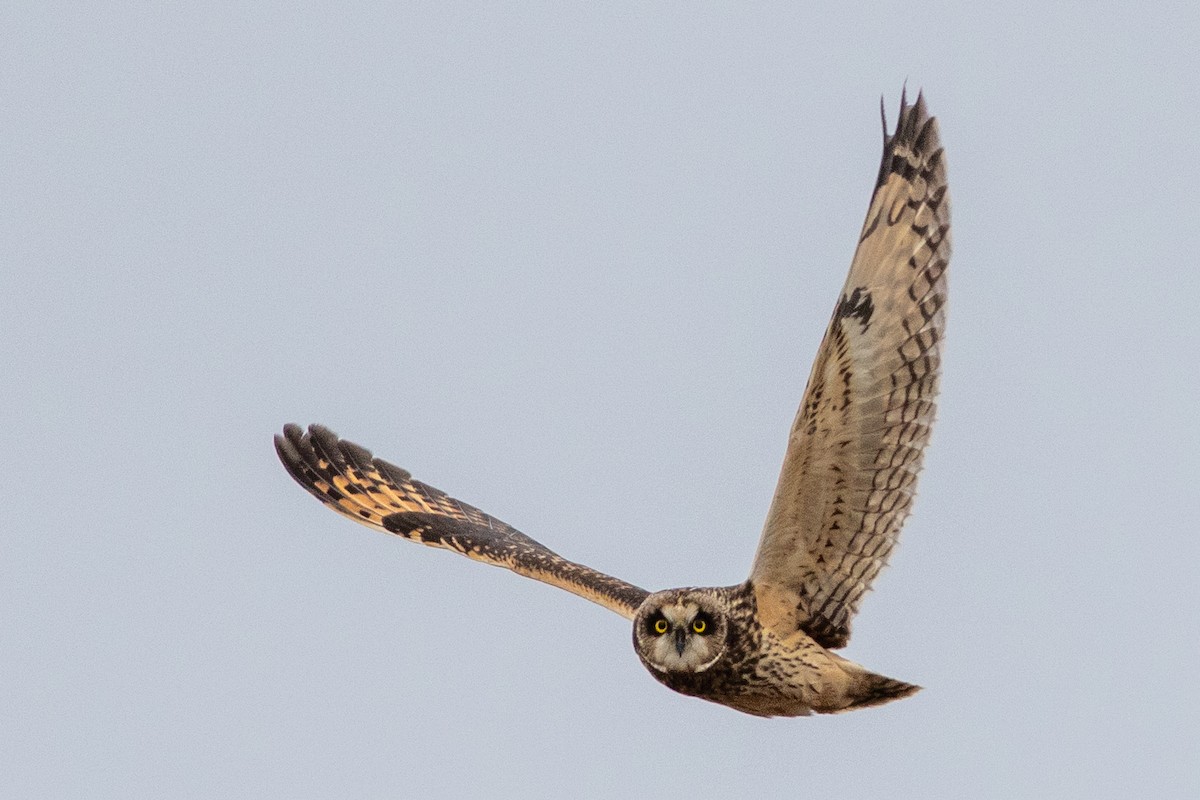 Hibou des marais - ML628249456