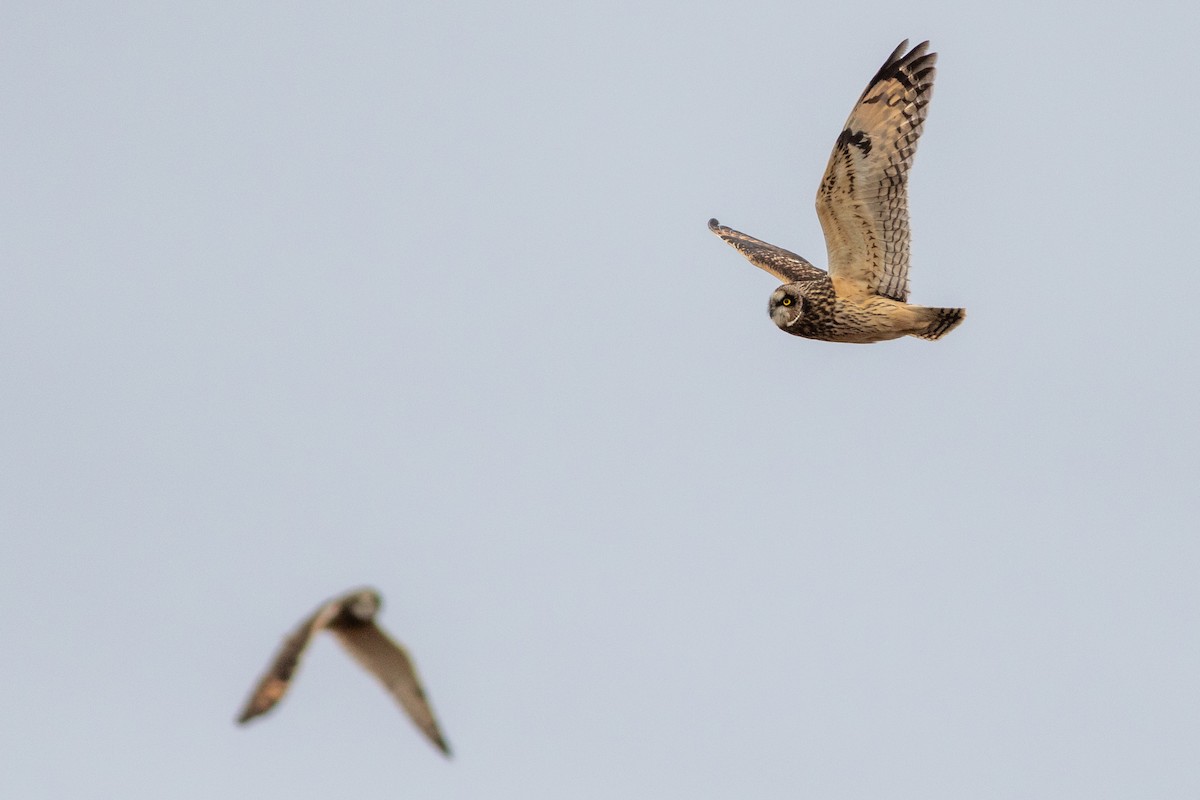 Hibou des marais - ML628249457