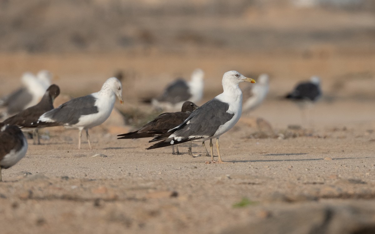 Lesser Black-backed Gull (Heuglin's) - ML628249477