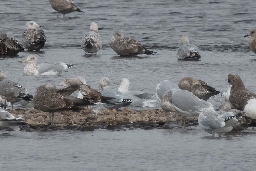 American Herring x Glaucous Gull (hybrid) - ML628249752