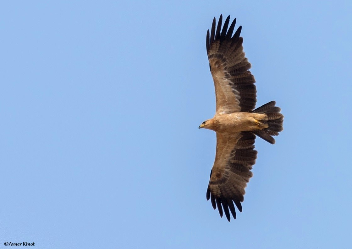 Aquila rapace - ML628249755