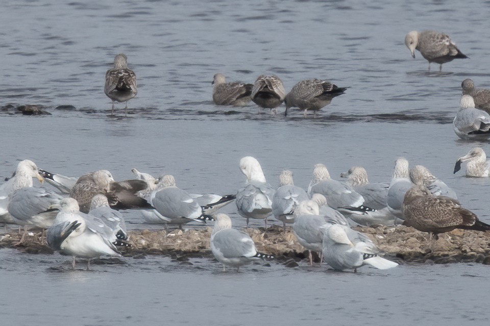American Herring x Glaucous Gull (hybrid) - ML628249808