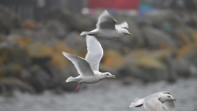 grønlandsmåke (kumlieni) - ML628249853