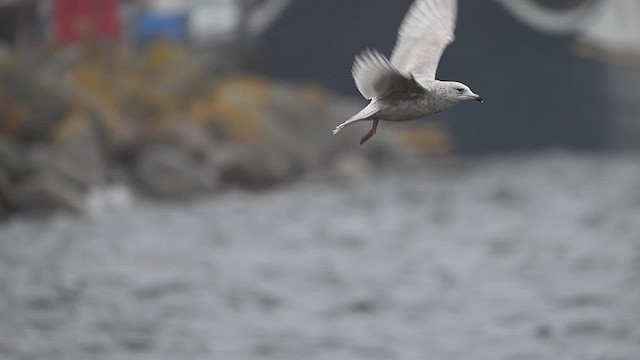 grønlandsmåke (kumlieni) - ML628249871