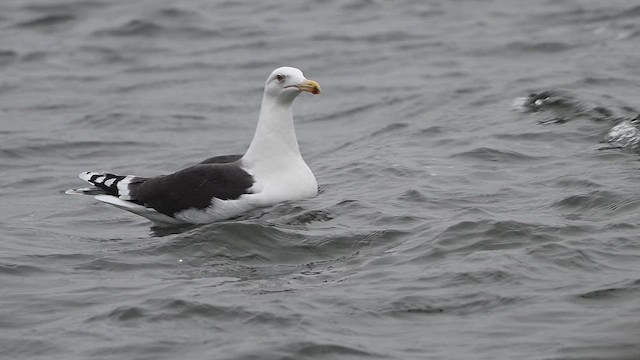 Great Black-backed Gull - ML628249897