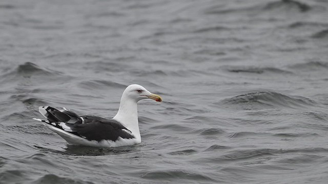 Great Black-backed Gull - ML628249906