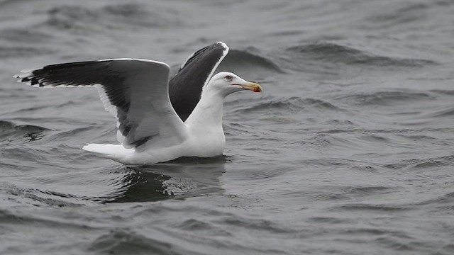 Great Black-backed Gull - ML628249923