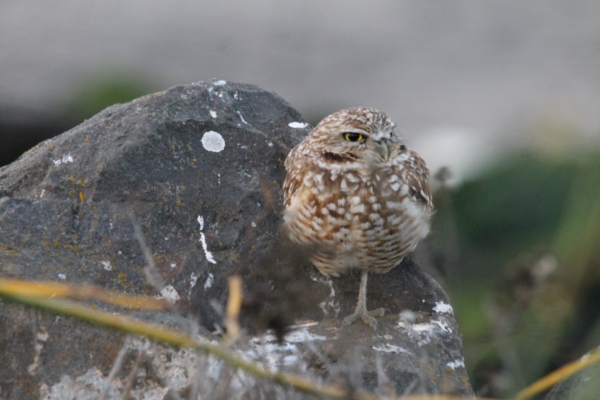 Burrowing Owl - ML628249933