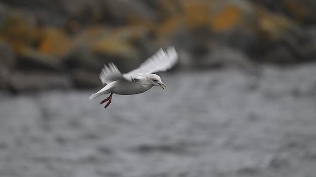 grønlandsmåke (kumlieni) - ML628249939