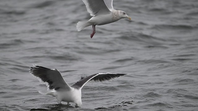 Great Black-backed Gull - ML628249967