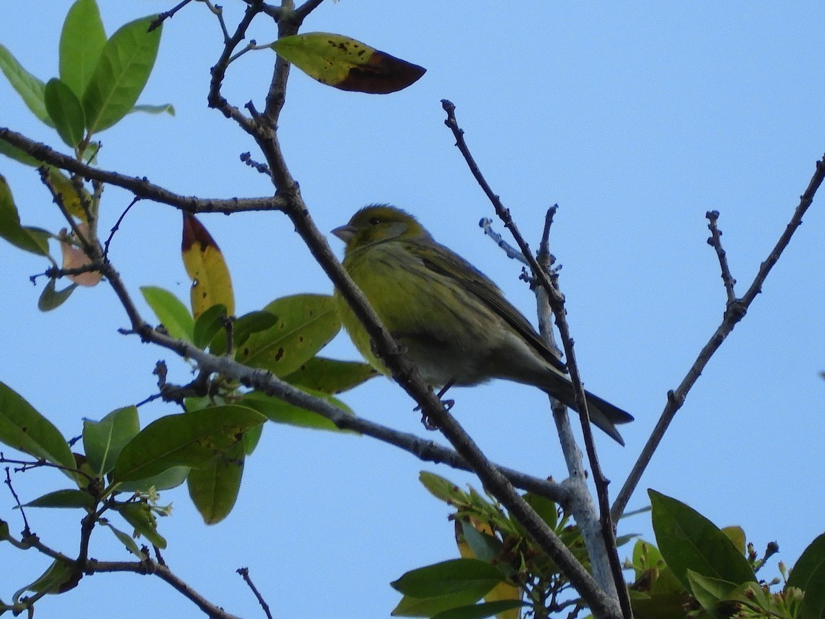 Island Canary - ML628249990