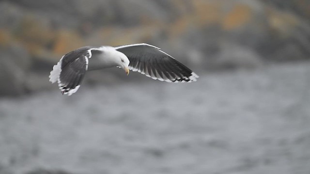 Great Black-backed Gull - ML628250002