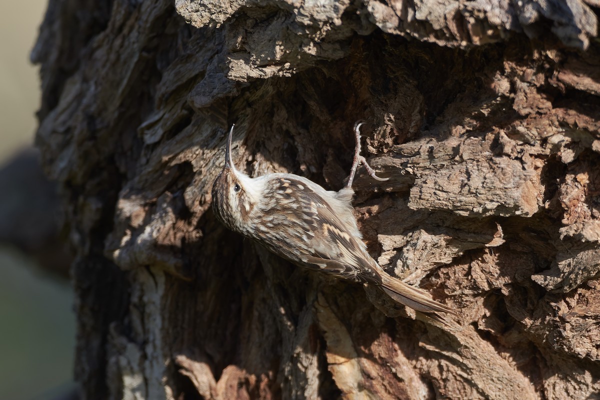 Short-toed Treecreeper - ML628250092