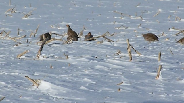 Gray Partridge - ML628250241