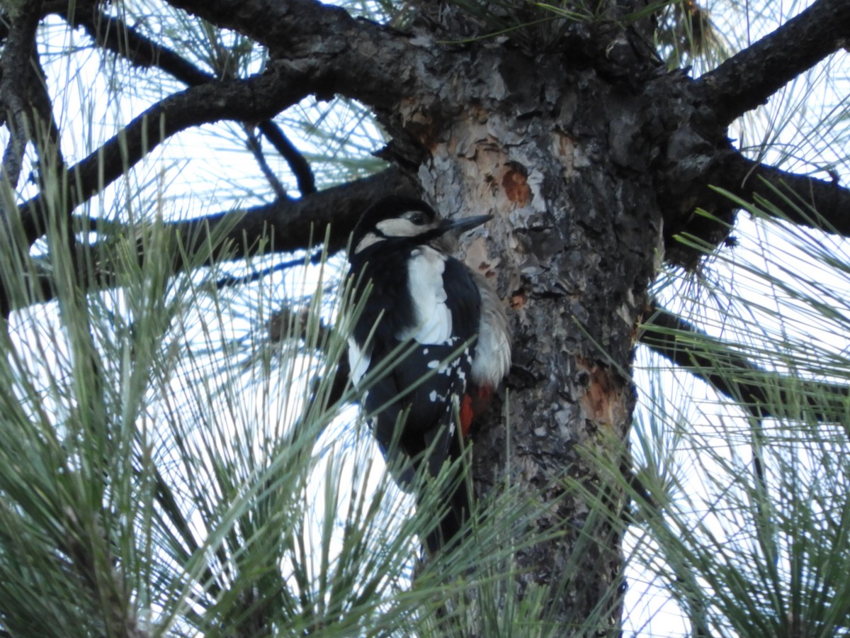 Great Spotted Woodpecker (Canarian) - ML628250283