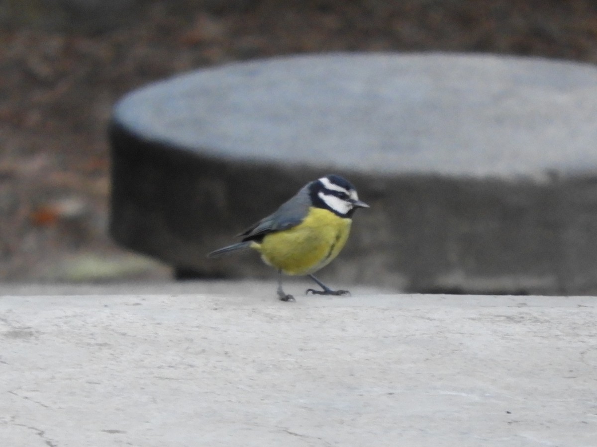 African Blue Tit - ML628250288