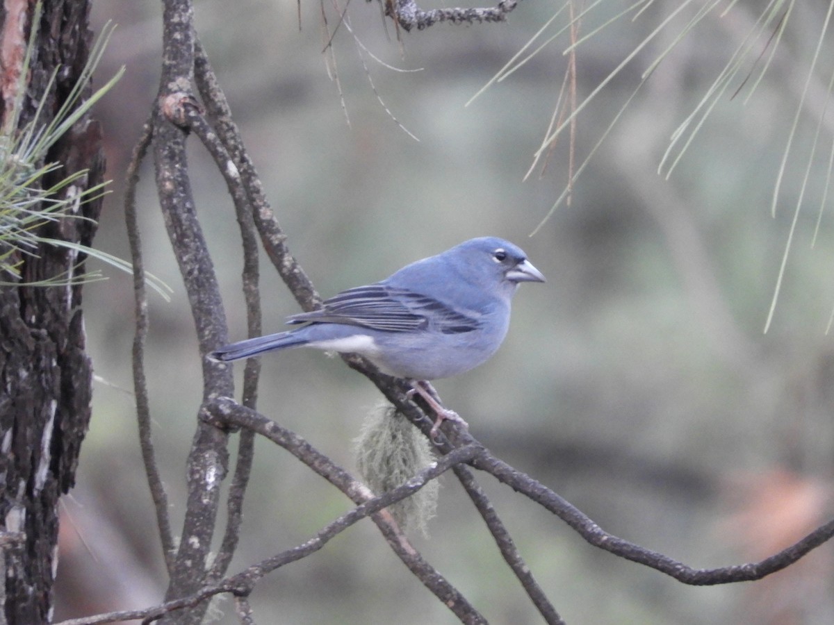 Tenerife Blue Chaffinch - ML628250304