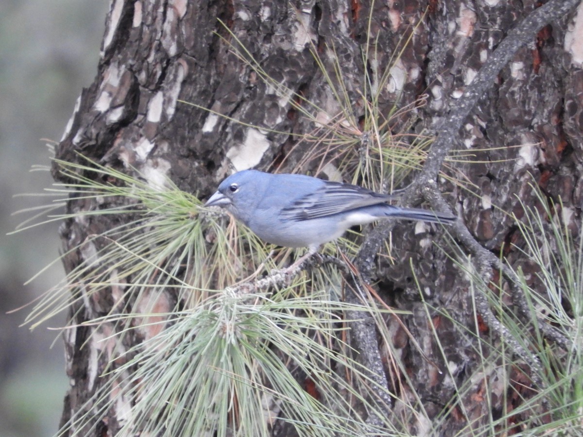 Tenerife Blue Chaffinch - ML628250305