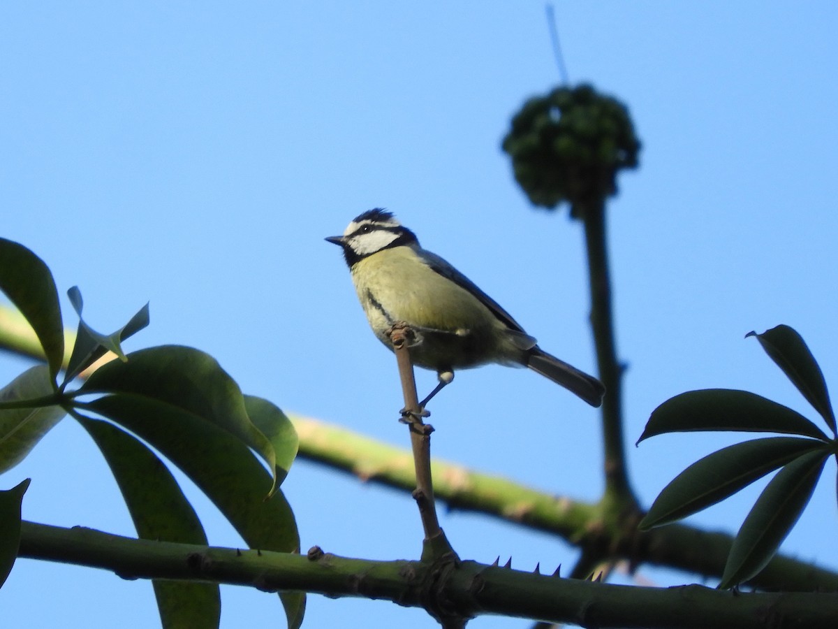 African Blue Tit - ML628250334