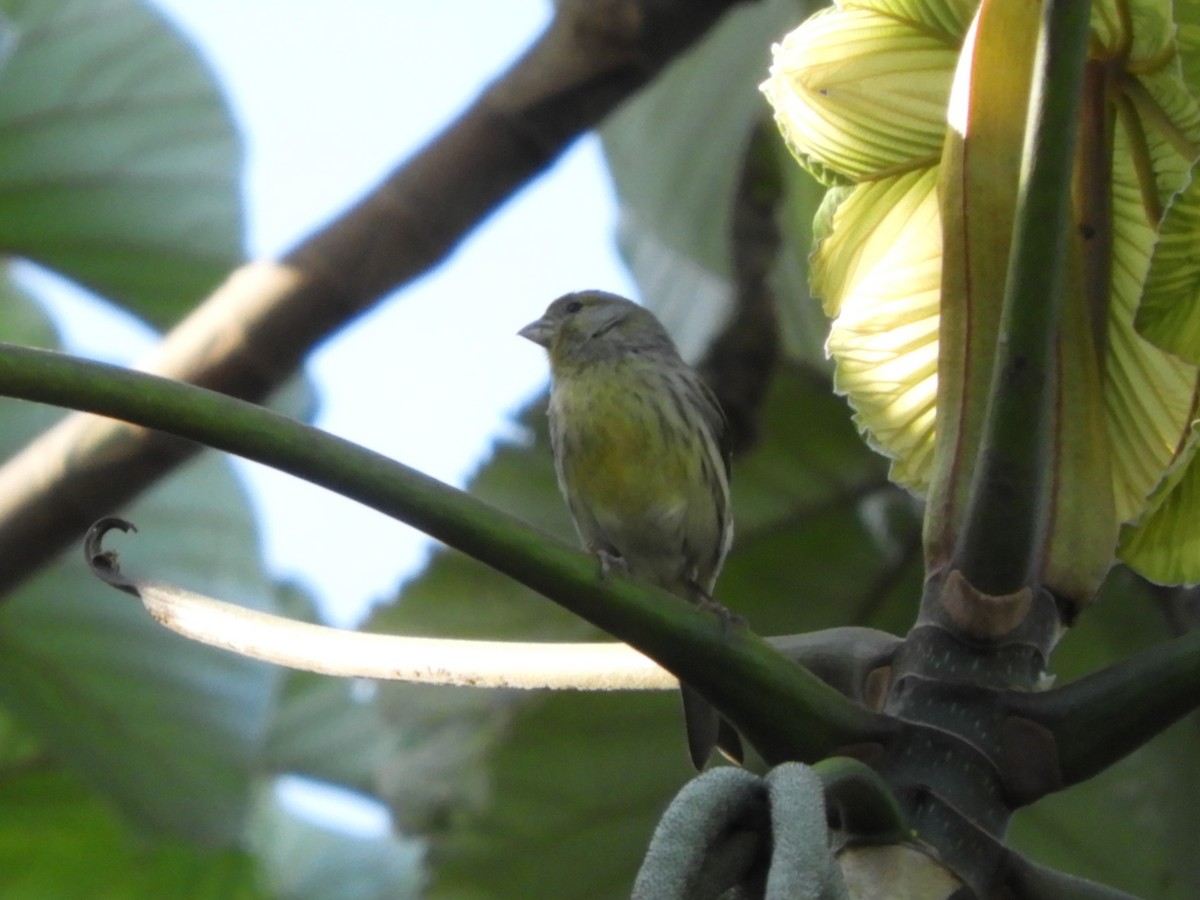 Island Canary - ML628250338