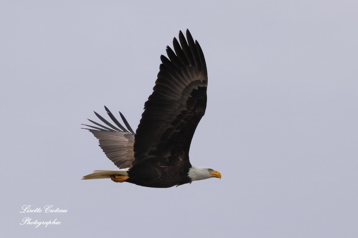 Bald Eagle - ML628250404