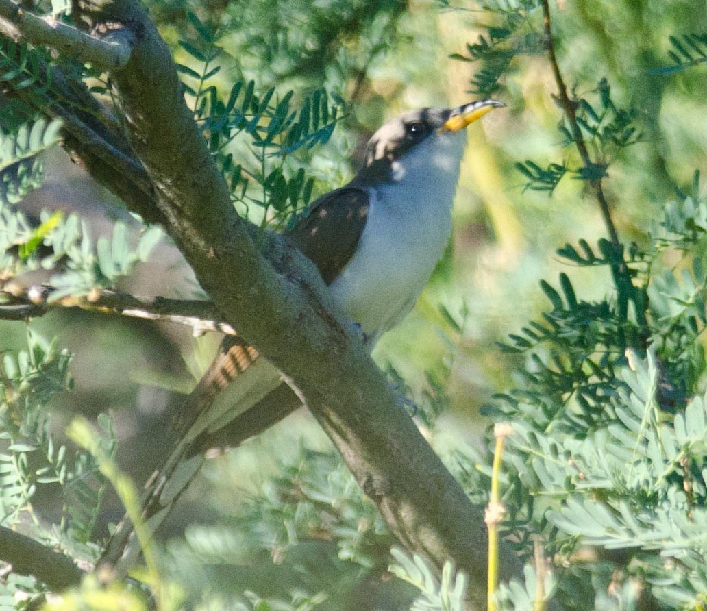 Yellow-billed Cuckoo - ML62825041