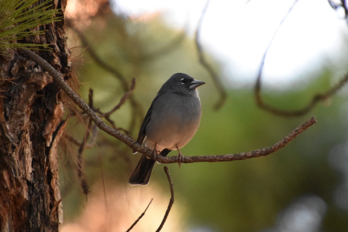 Tenerife Blue Chaffinch - ML628250433