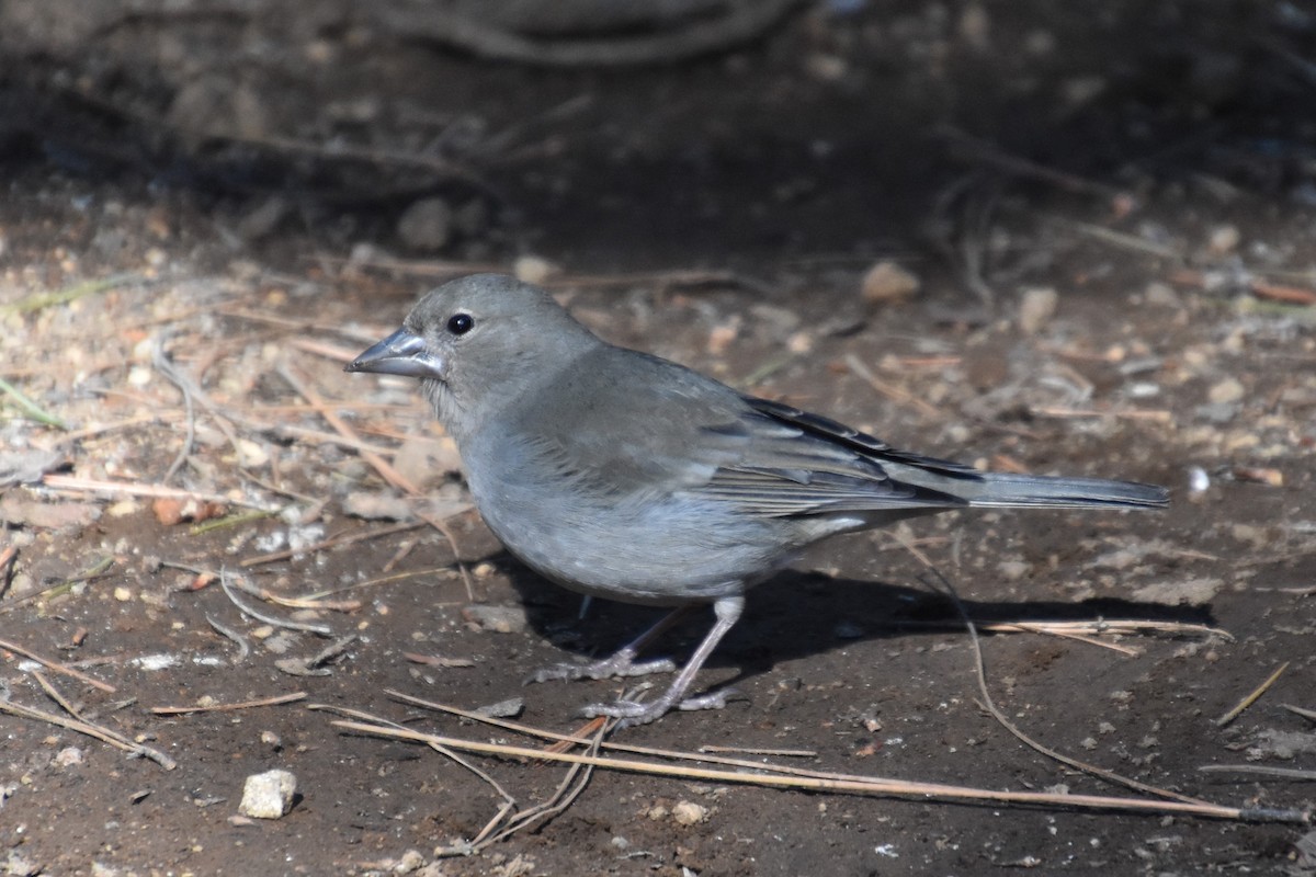 Tenerife Blue Chaffinch - ML628250434