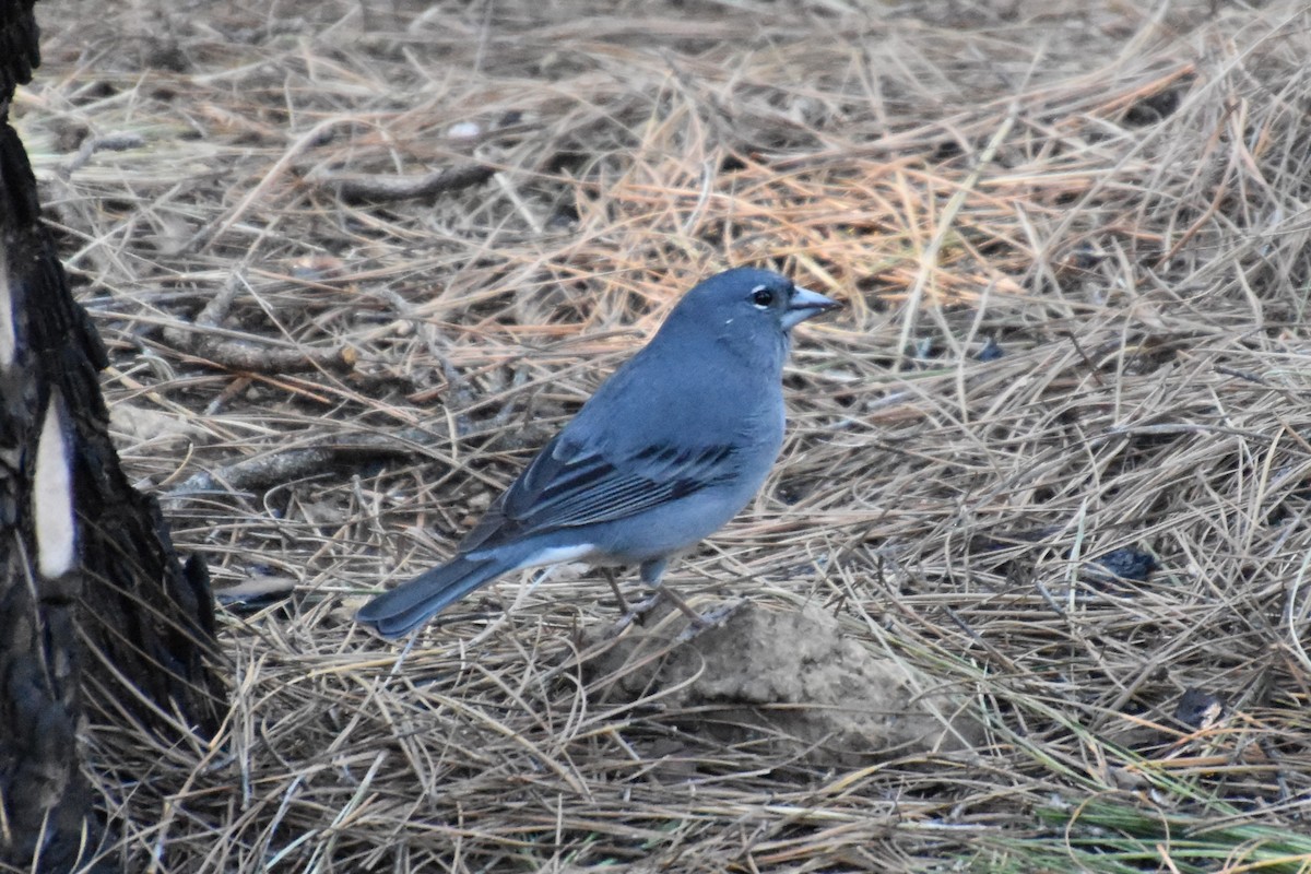 Tenerife Blue Chaffinch - ML628250436