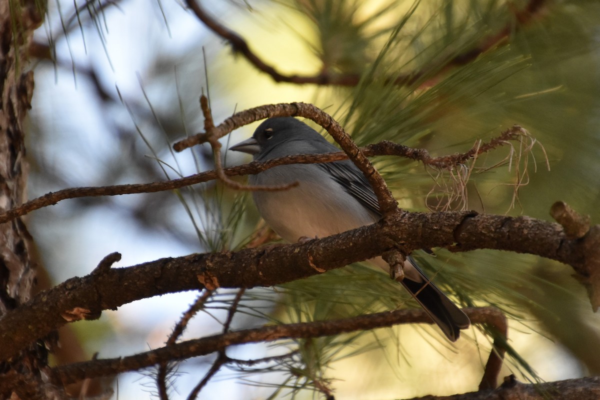 Tenerife Blue Chaffinch - ML628250437