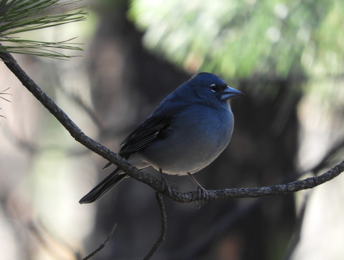 Tenerife Blue Chaffinch - ML628250438