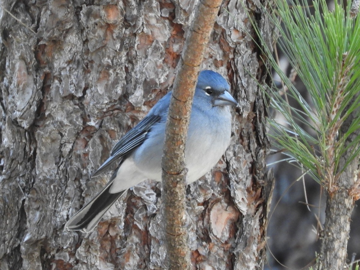 Tenerife Blue Chaffinch - ML628250439