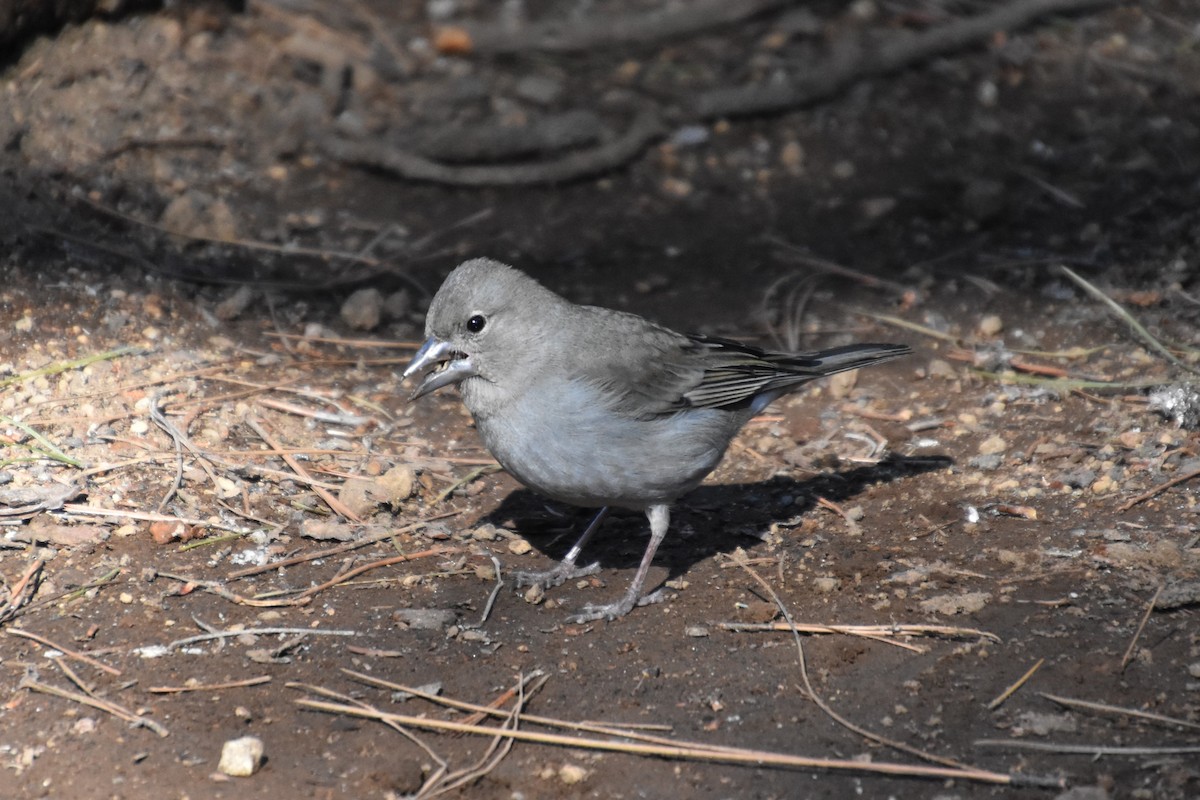 Tenerife Blue Chaffinch - ML628250440