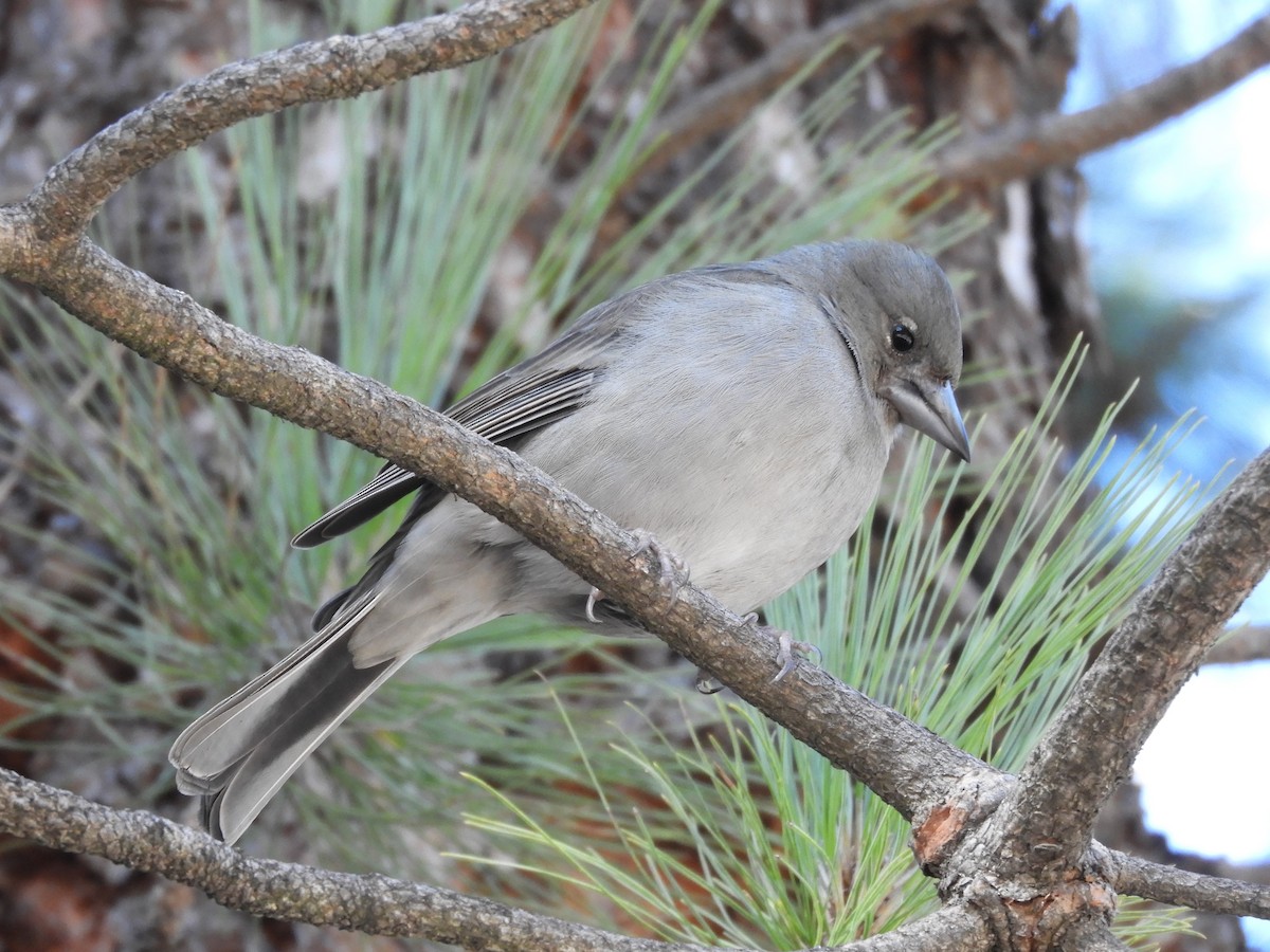 Tenerife Blue Chaffinch - ML628250443