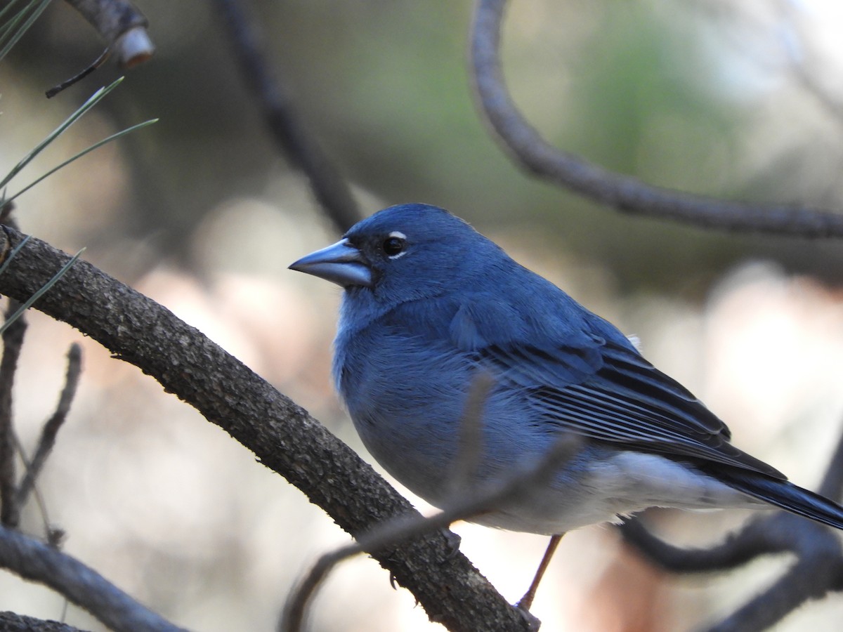 Tenerife Blue Chaffinch - ML628250444