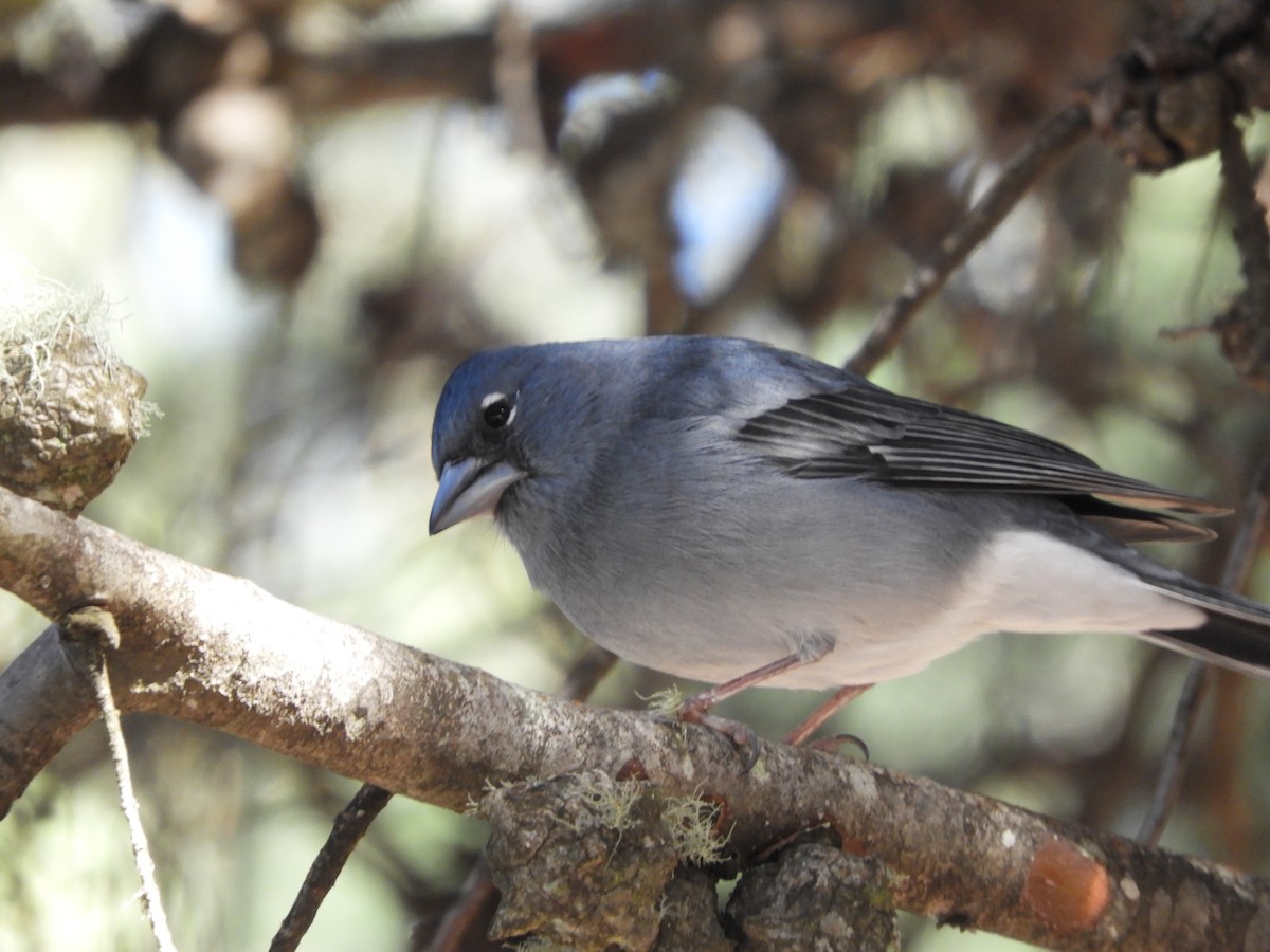 Tenerife Blue Chaffinch - ML628250445