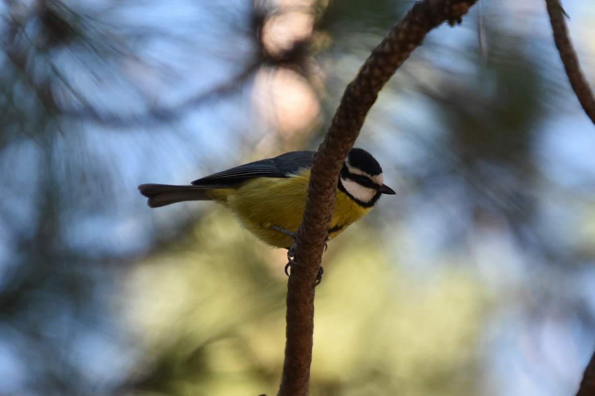 African Blue Tit - ML628250466