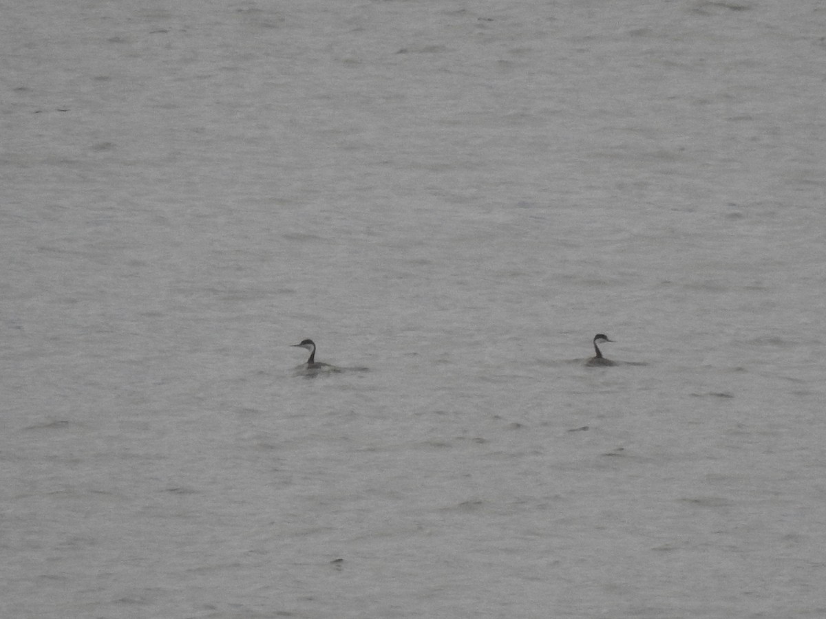 Western Grebe - ML628250473